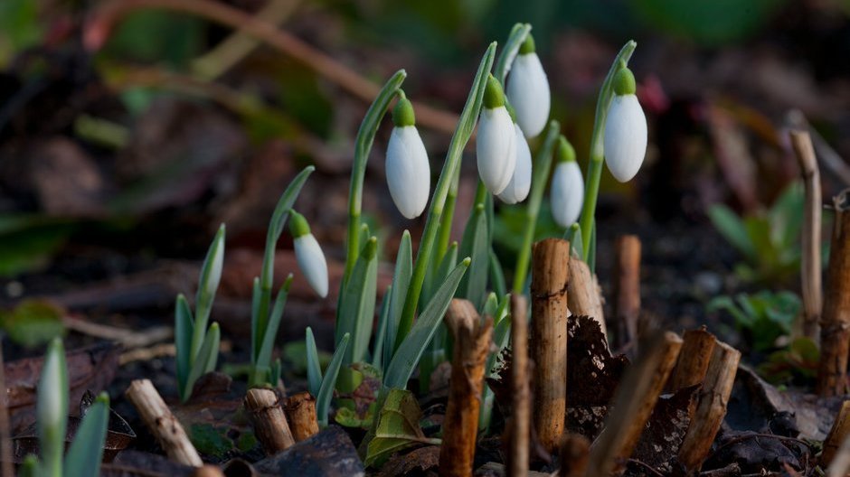 Snowdrops at RHS Hyde Hall, Chelmsford, Essex